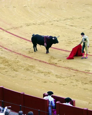Bullfights